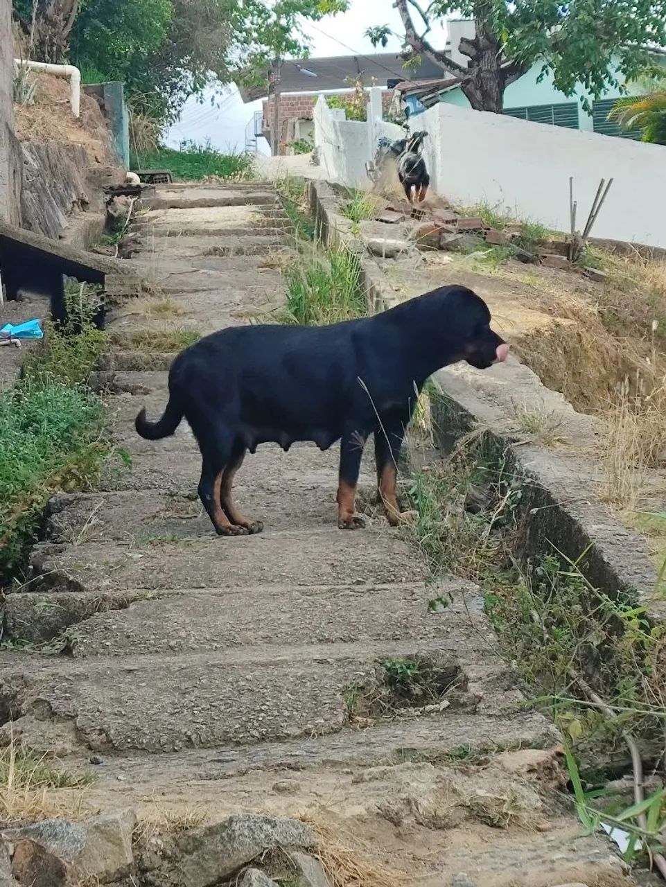 Cachorro rottweiler de ótima linhagem