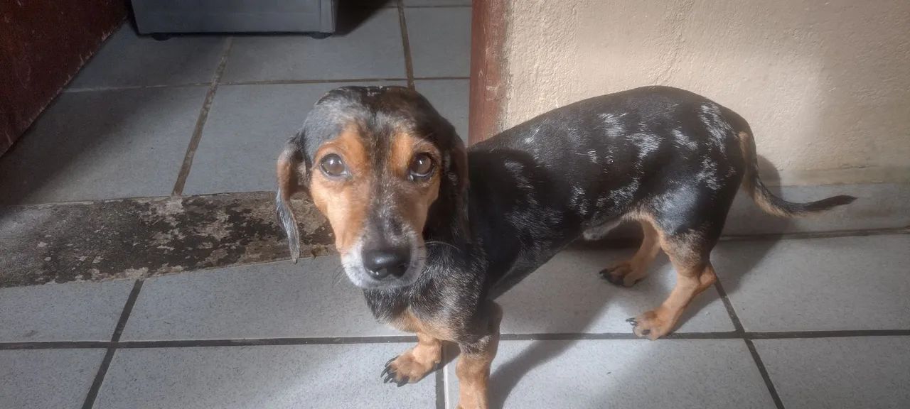 cachorro pra doação  - Foto 2