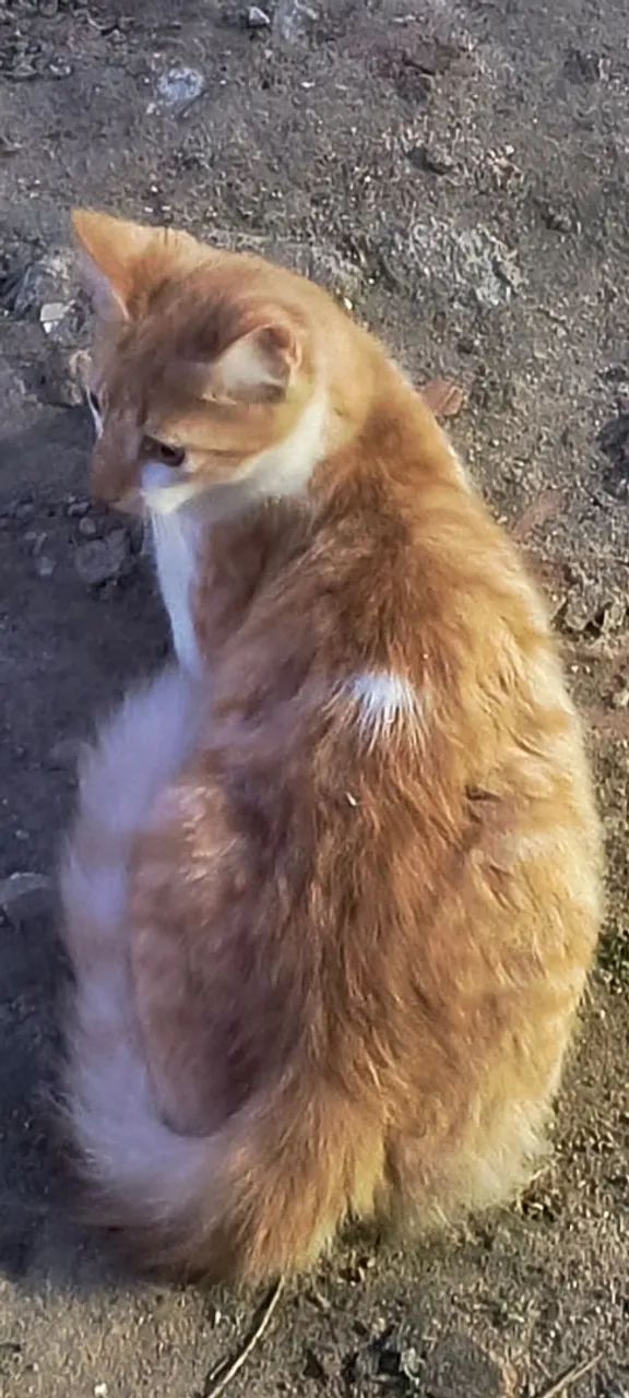 Procuro Gato