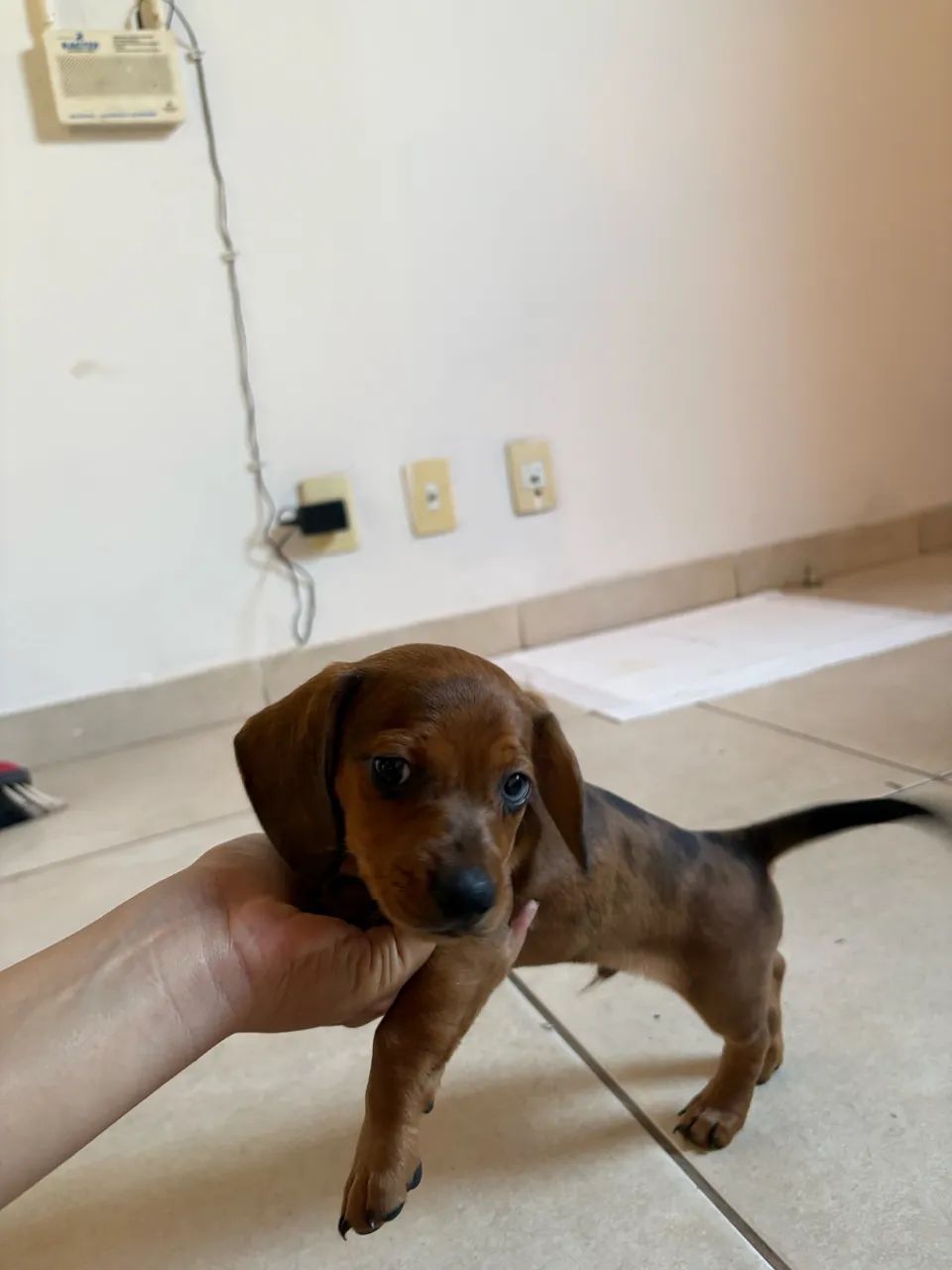 FILHOTE DE DACHSHUND