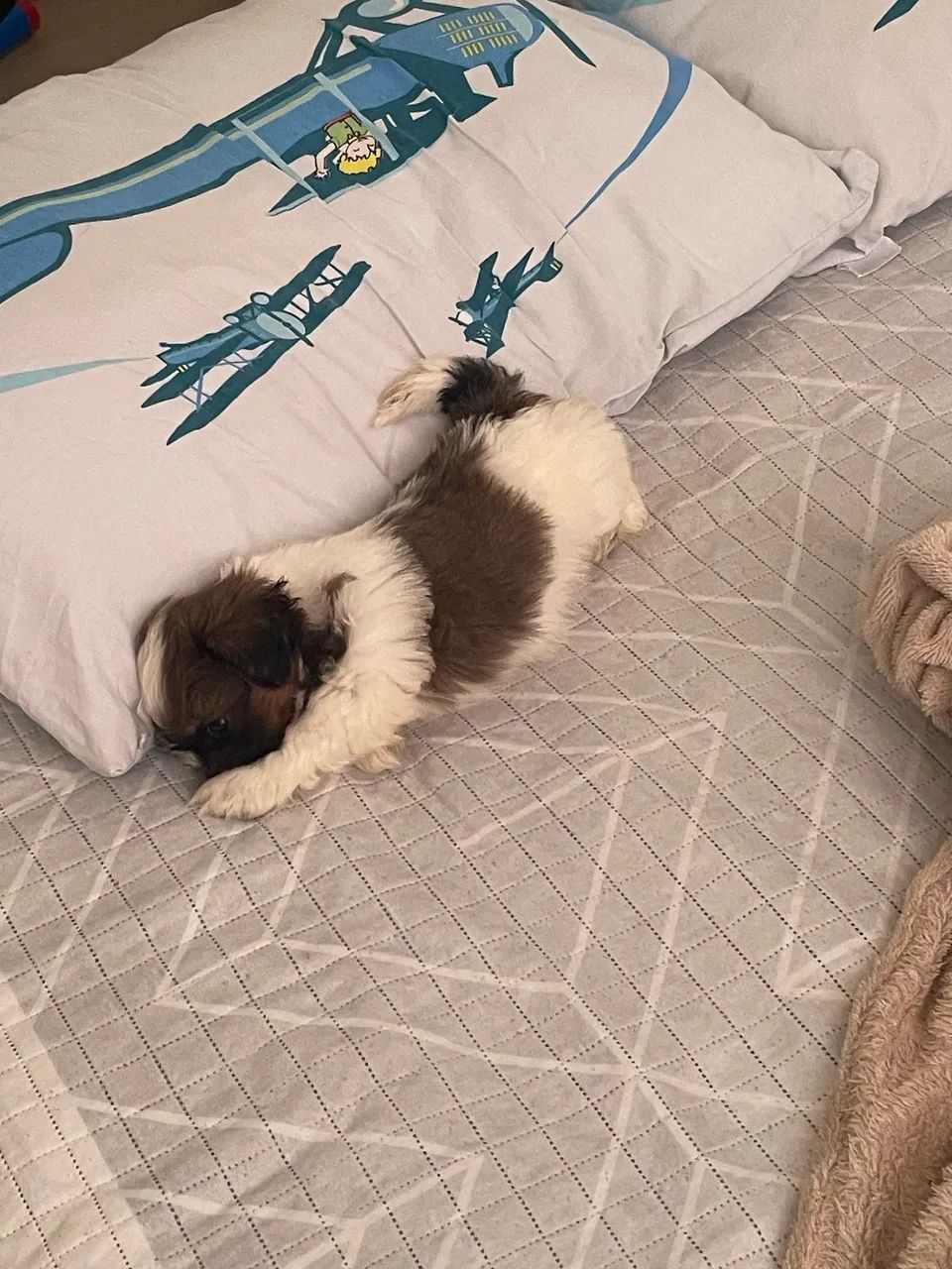 Filhote de Shitzu  - Foto 2