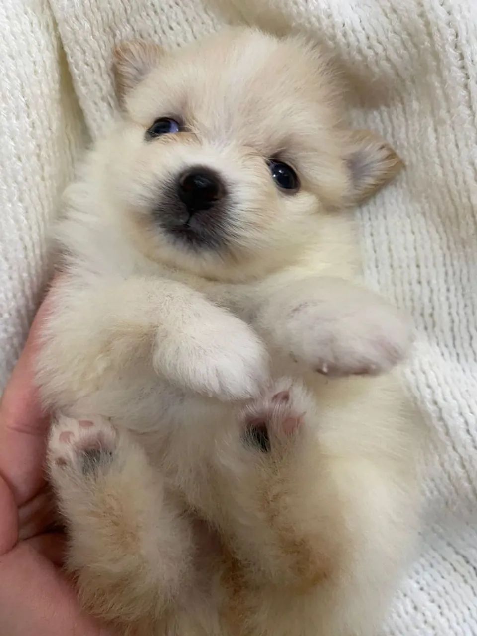 Splitz alemão fêmeas e macho - cães de raça  - Foto 2