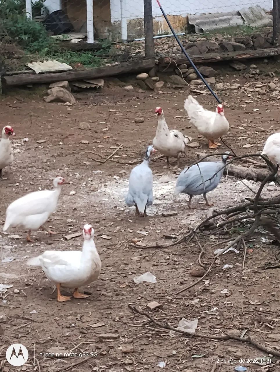 Patos e patas  - Foto 4