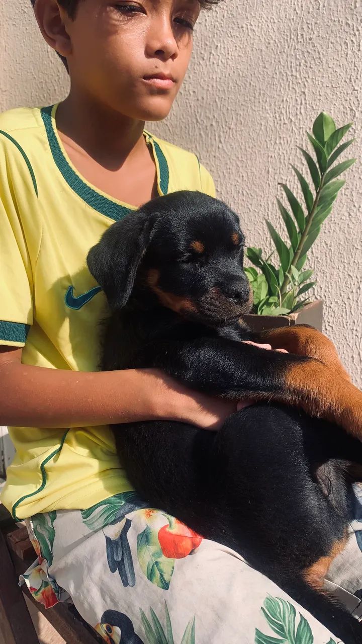Rottweiler 