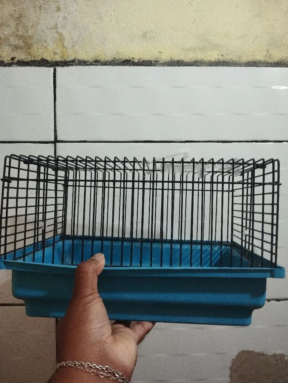 Porquinhos da índia - Foto 6