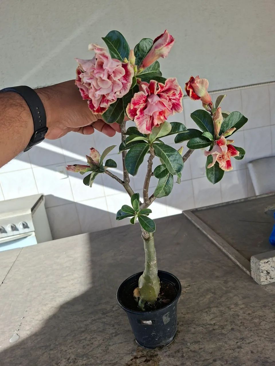 Rosa do deserto - Foto 2