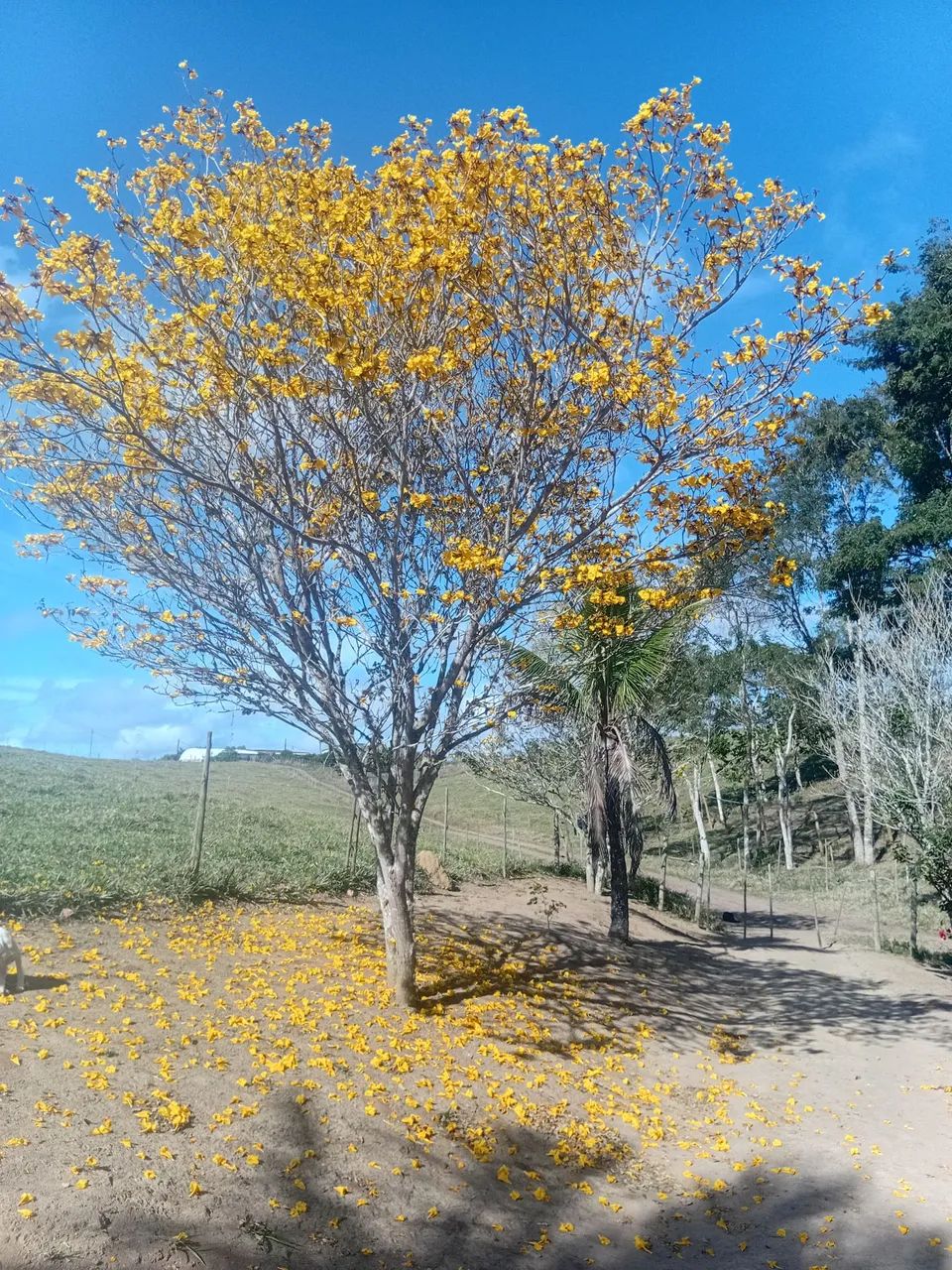 Foto - Guarulhos - Vila Paulista