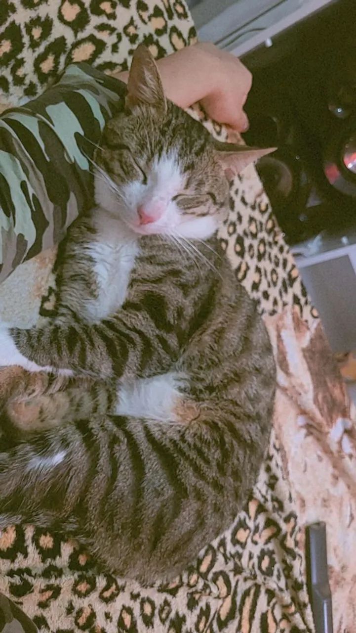 Doação.  Macho - Foto 2