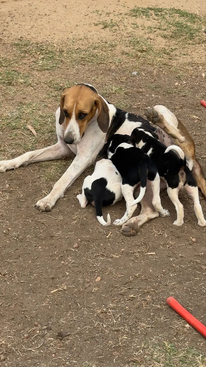 Americano de caça - Foto 2
