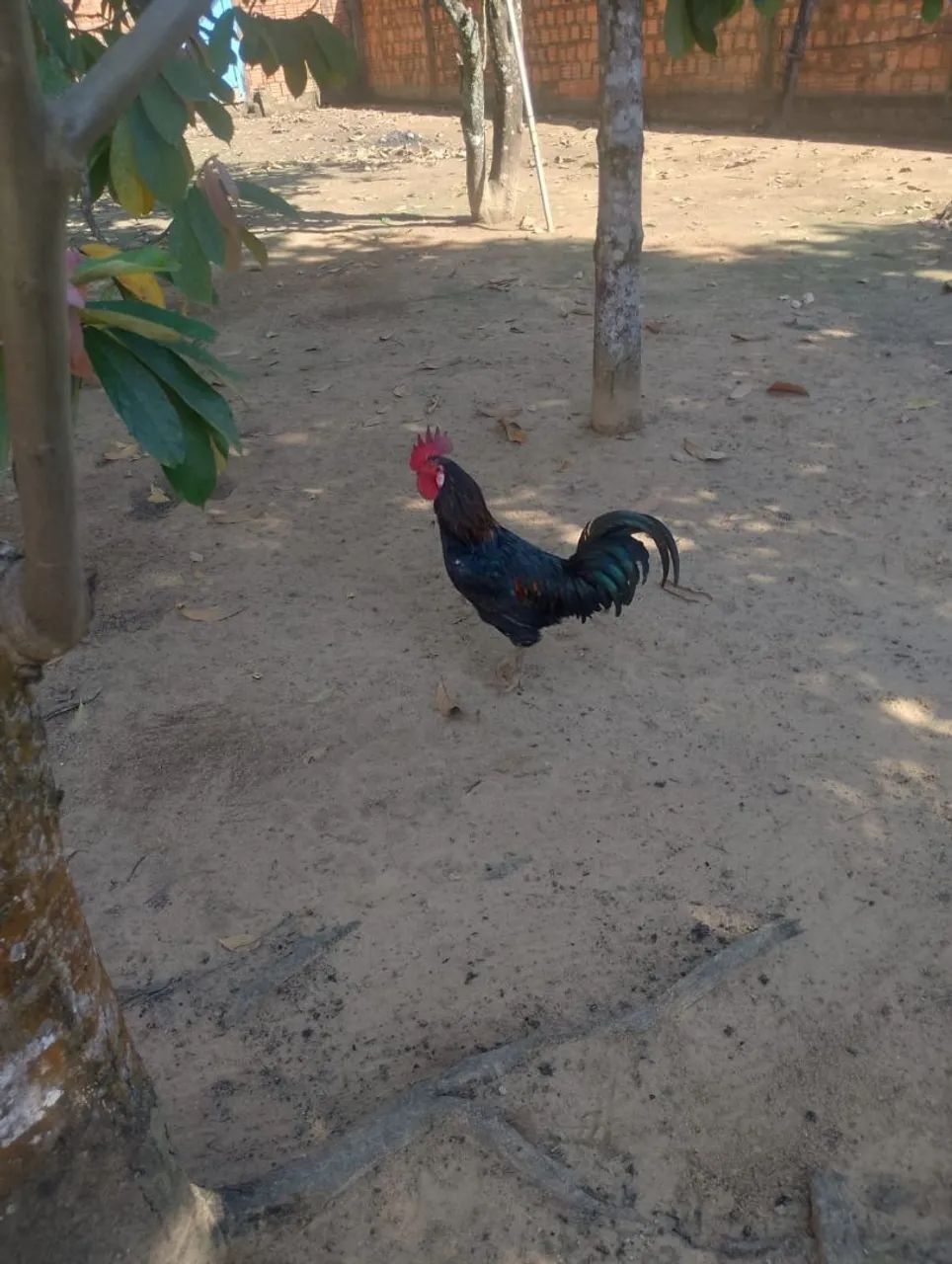 Galo Caipira - Foto 2