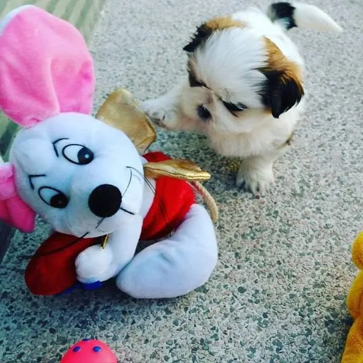 Shihtzu  - Foto 4