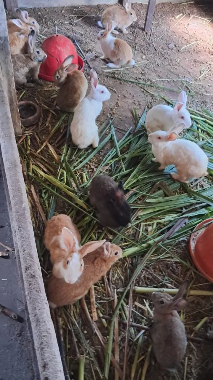 Vendo Coelhos - Foto 2