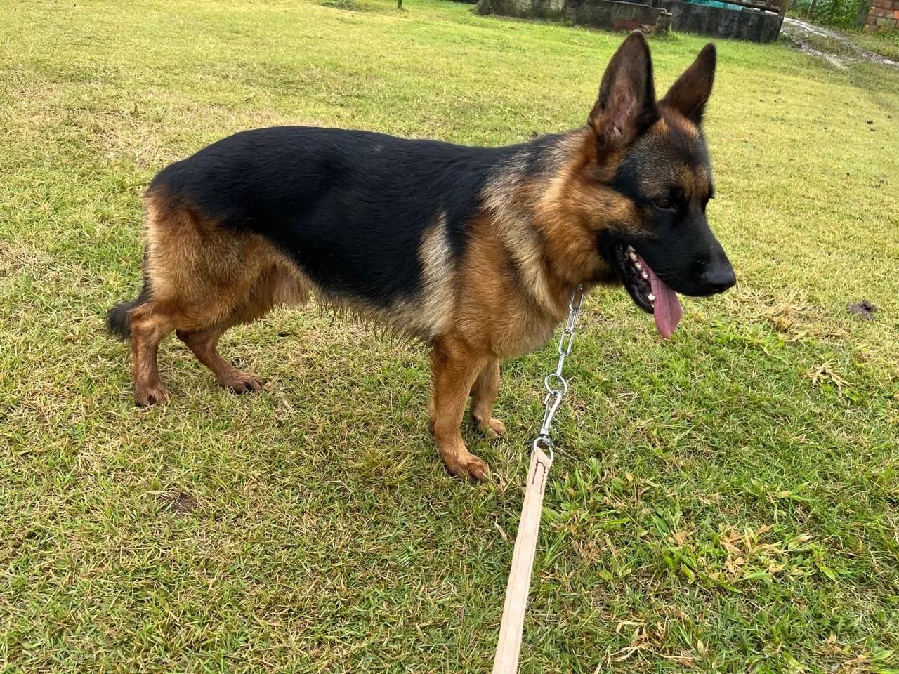 Vende se cães  - Foto 4
