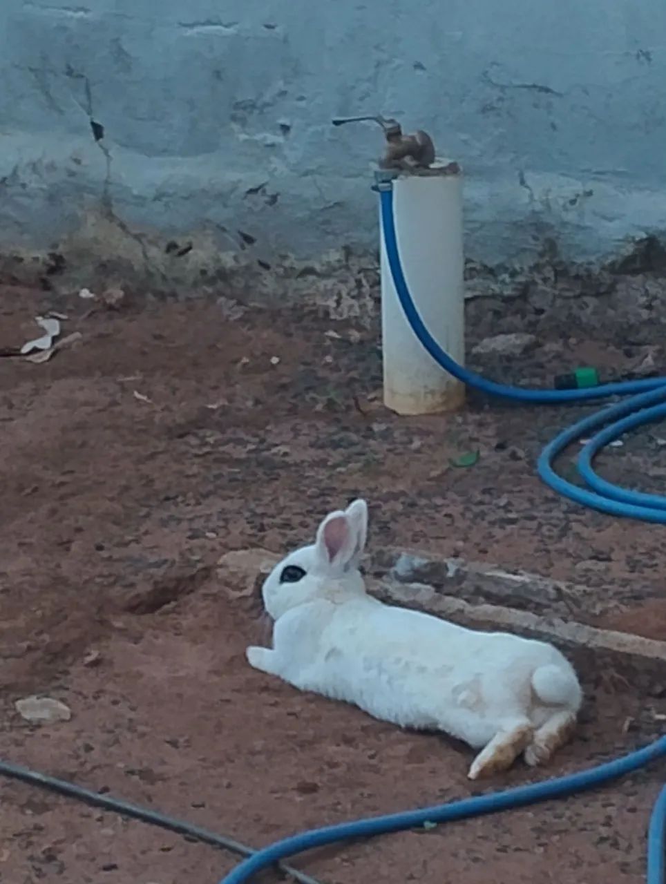 Coelhos - Foto 3