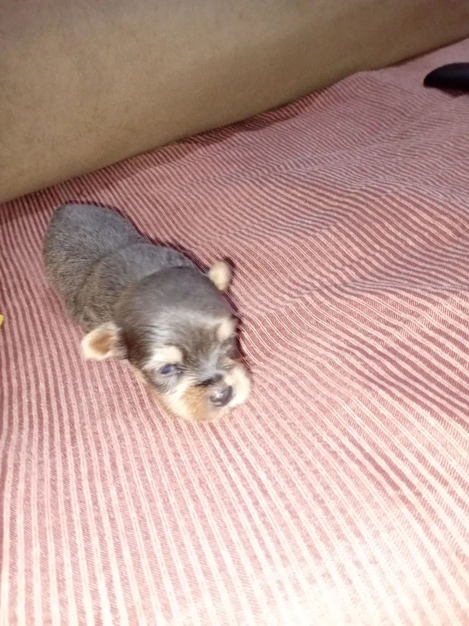 Cachorro  - Foto 3