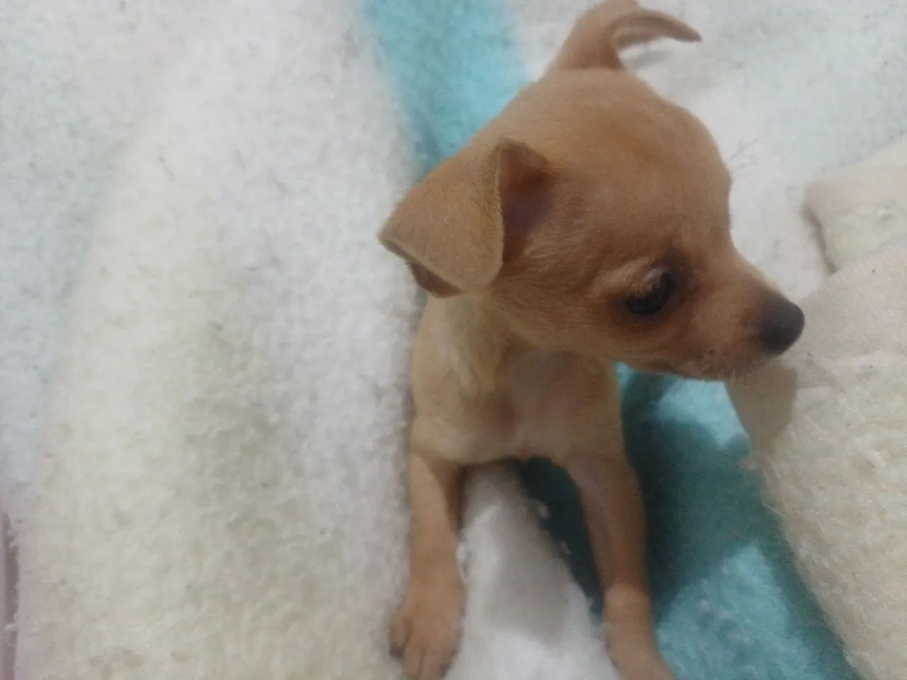 Animais de estimação  