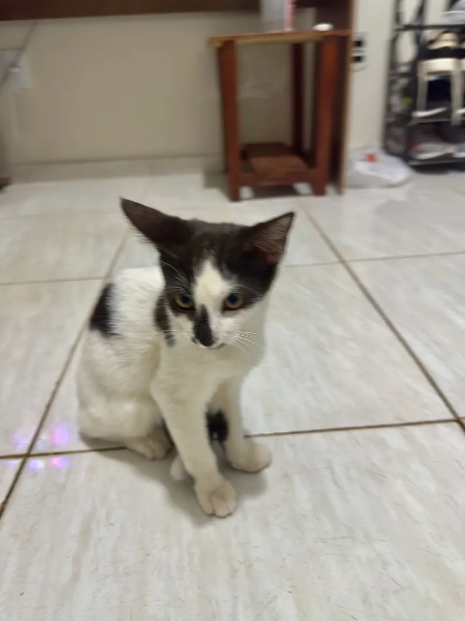 Doação 3 meses fêmea - Foto 2
