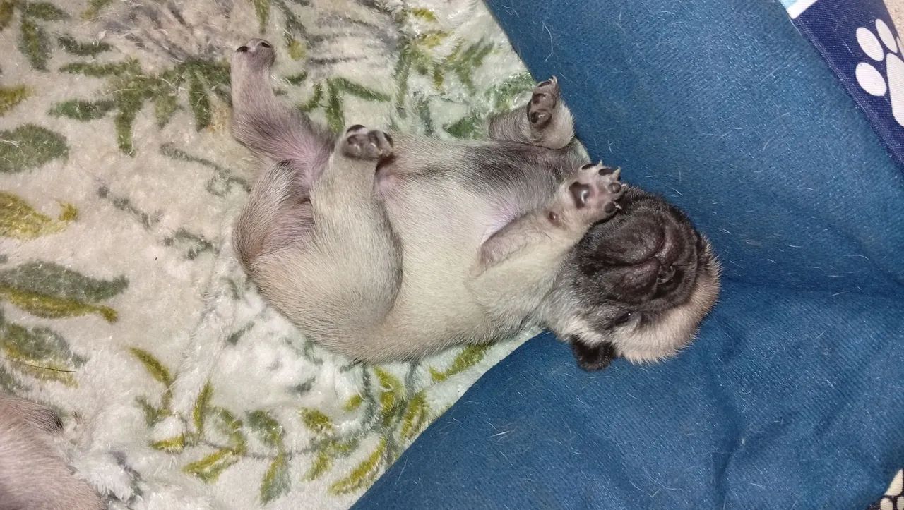 Filhotes de Pug macho  - Foto 3