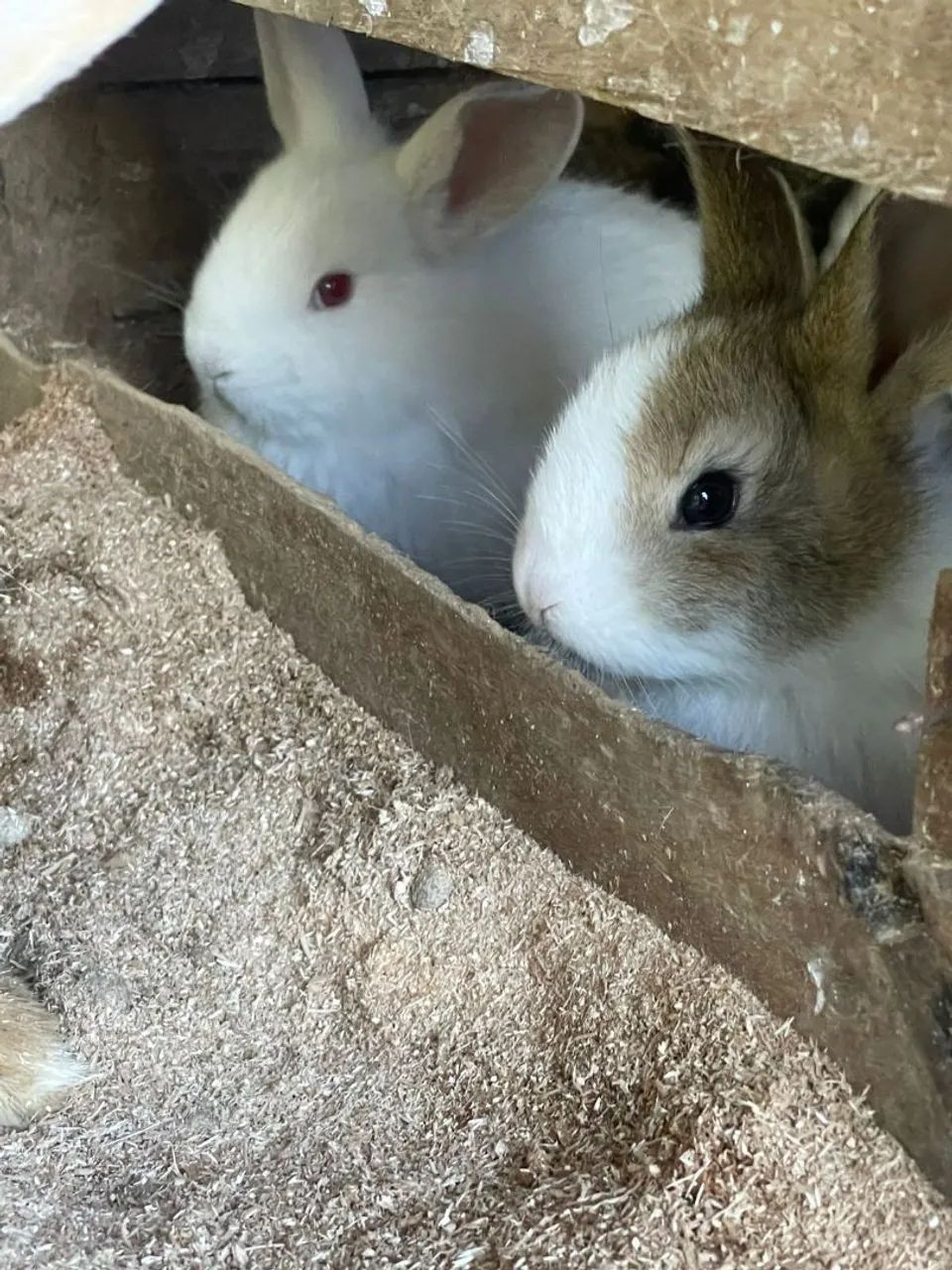 Coelhos  - Foto 4