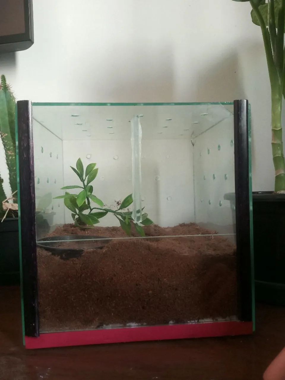 Terrário  - Foto 4