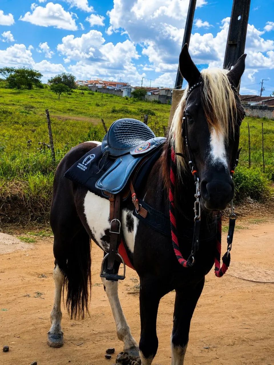 Cavalos - Foto 2
