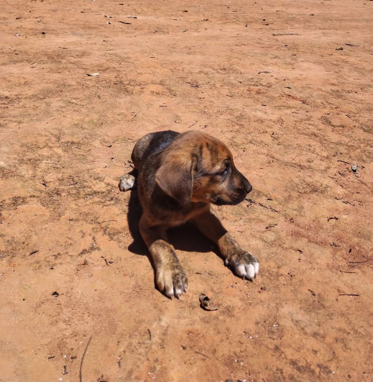 Filhote de fila brasileiro - Foto 3