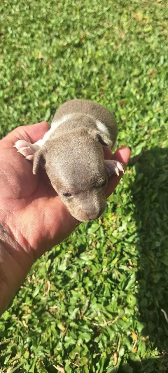Filhotes de pinscher zero  - Foto 3