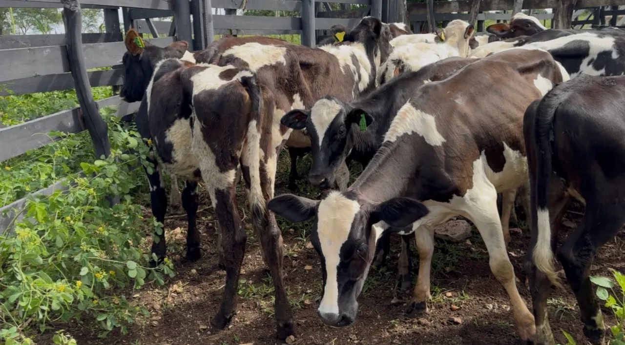 Bezerras de Inseminação 