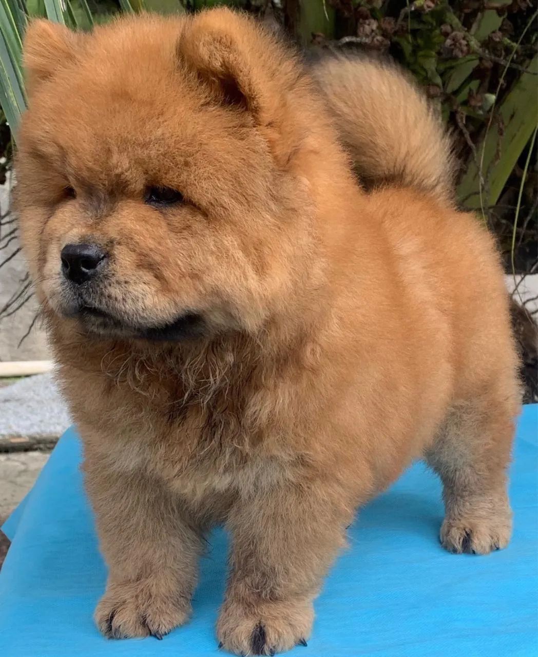 Filhotes de Chow Chow  - Foto 3