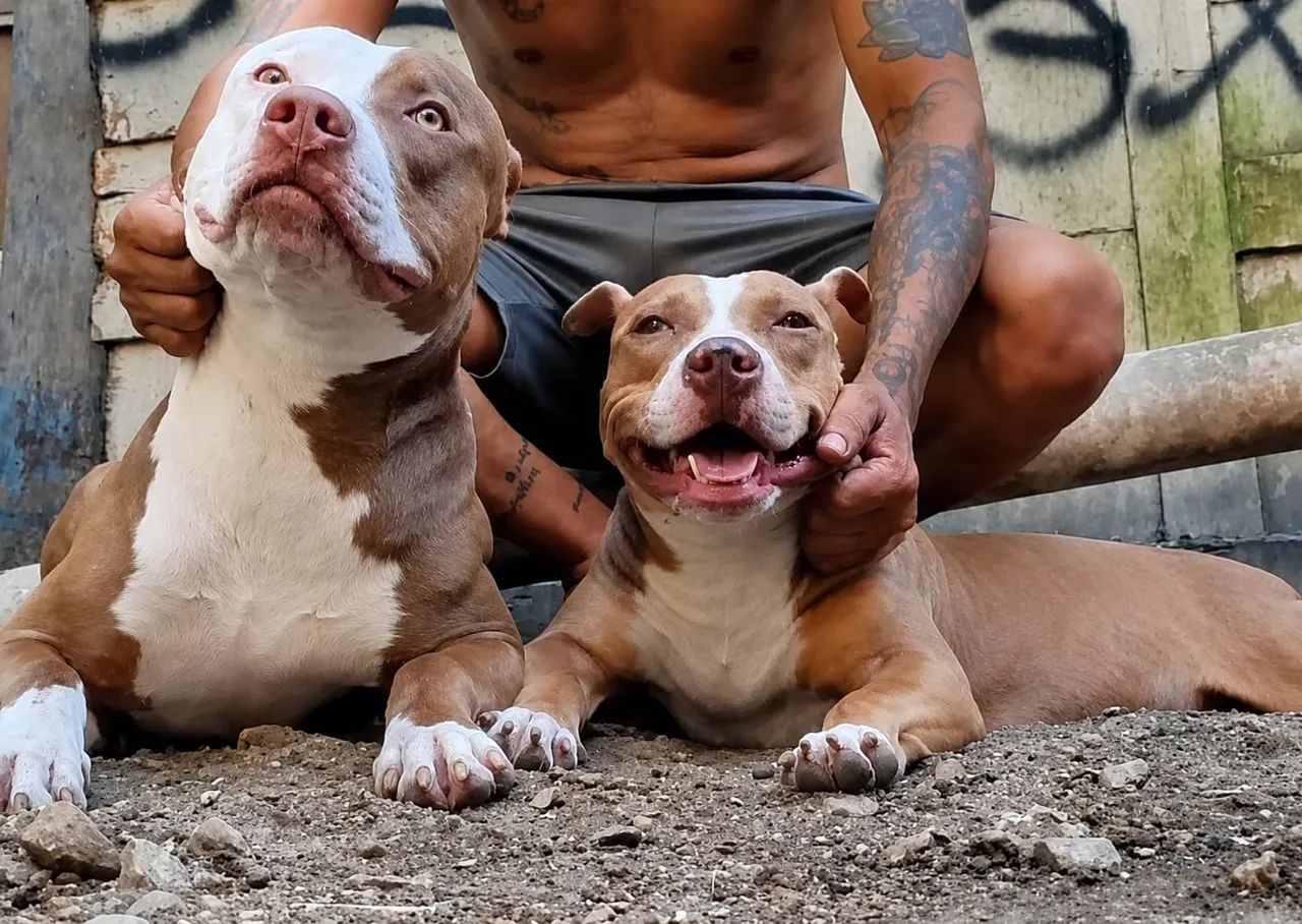 Filhote de Pitbull macho  - Foto 5