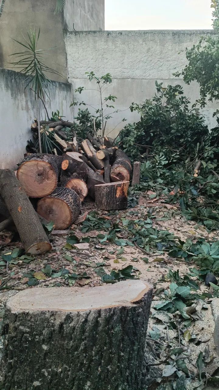 Poda e remoção de árvore - Foto 3
