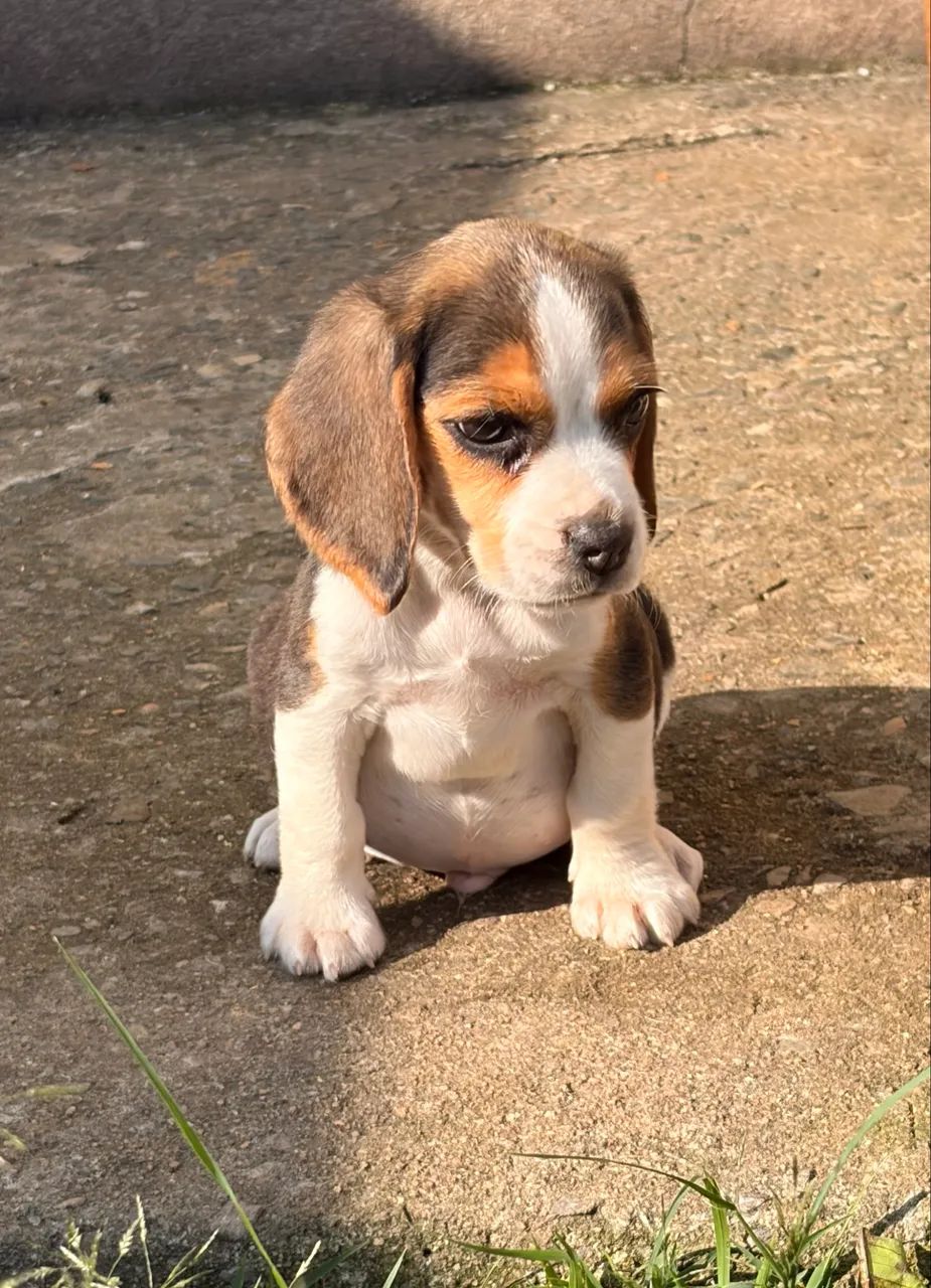 Filhote de Beagle  - Foto 3