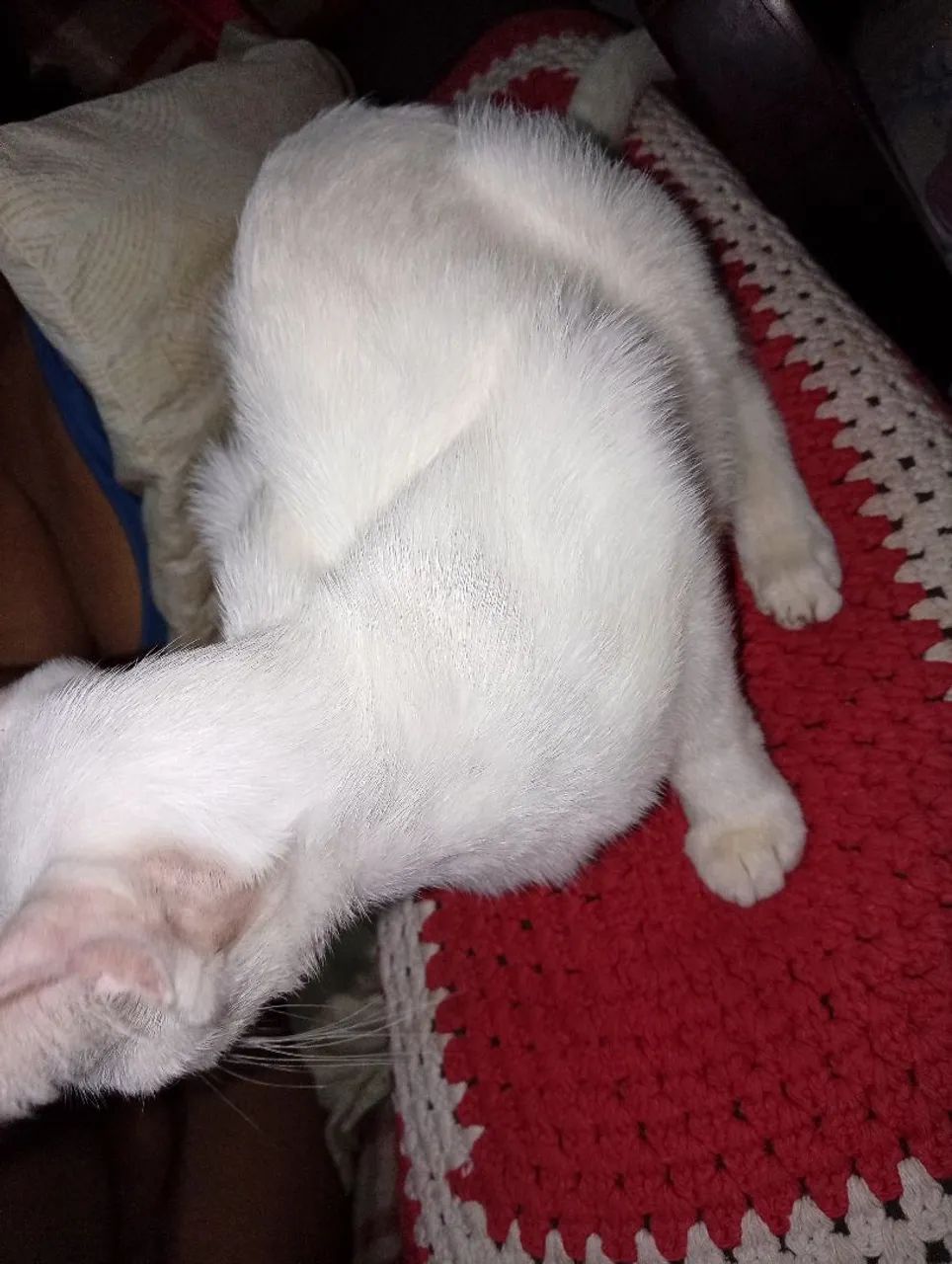 Gata  - Foto 4