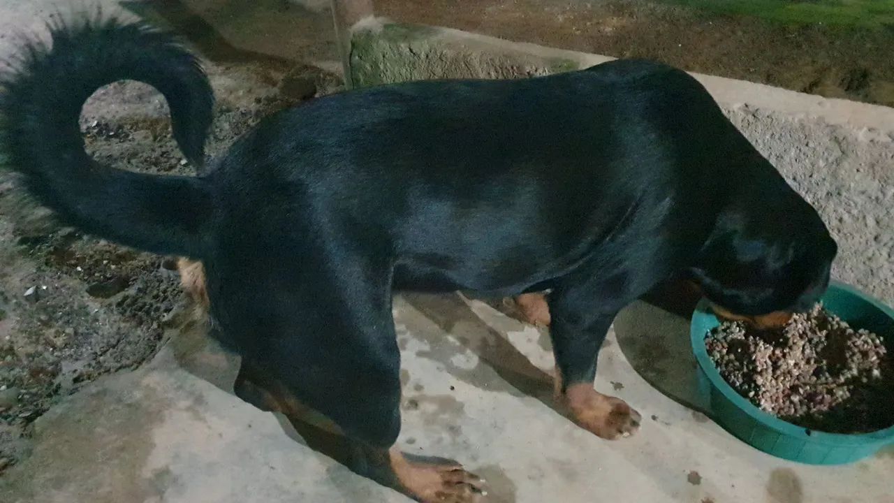 Rottweiler - Cachorros - Santo Aleixo, Jaboatão dos Guararapes ...