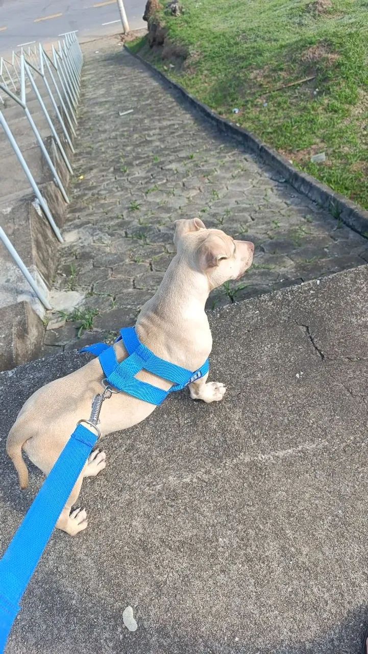Pitbul - Foto 4