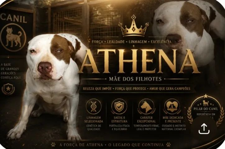 Filhote pitbull - Foto 3