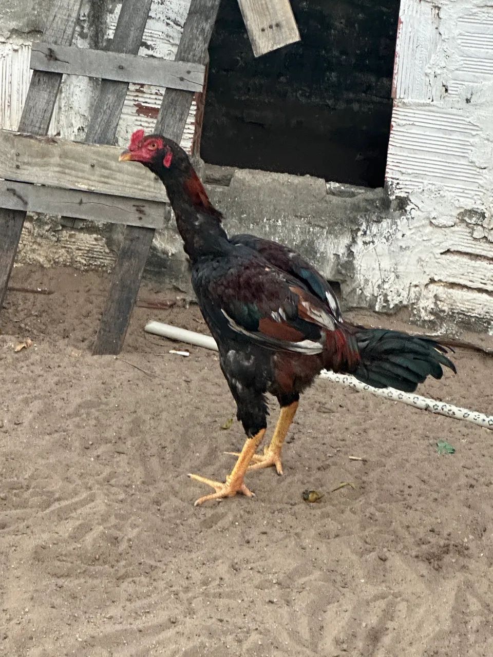 Frango indiano 