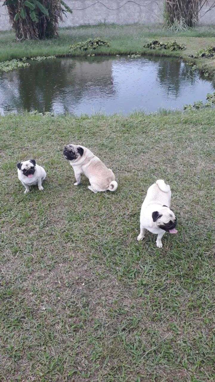 Vendo 5 fêmeas adulta de cães da raça pug...e 2 machos adultos..para cruzar 