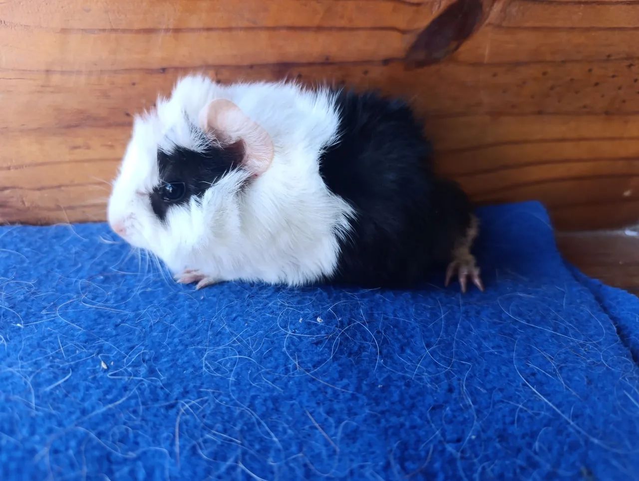 Porquinhos da Índia! - Foto 3