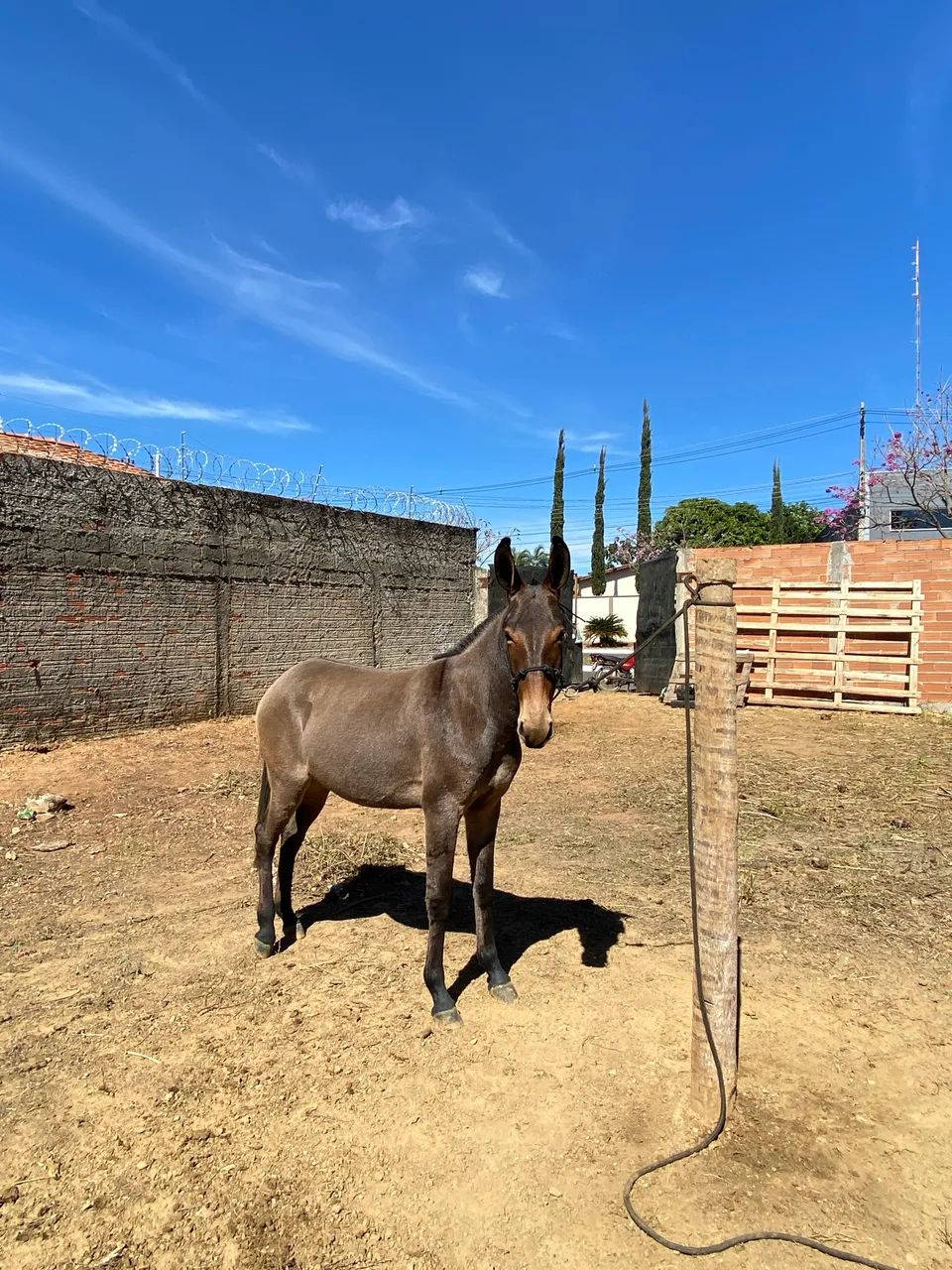 Mula pega  - Foto 3
