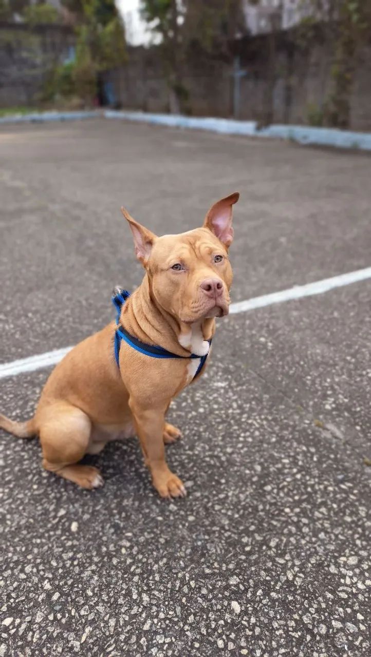 American Bully  - Foto 3