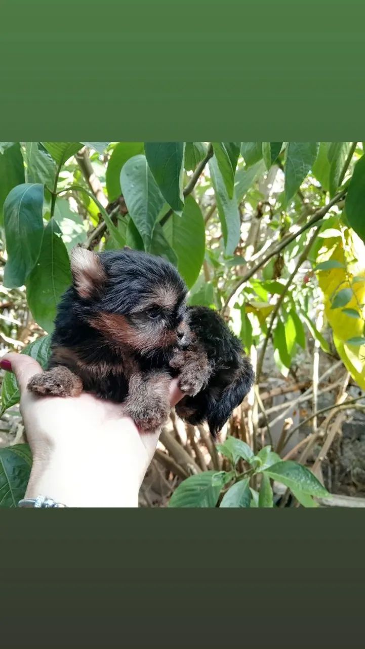 Yorkshire Terrier (machinho) - Foto 2