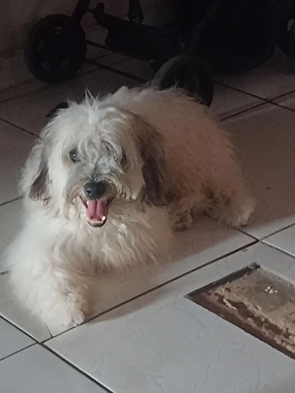 Poodle macho 2ano