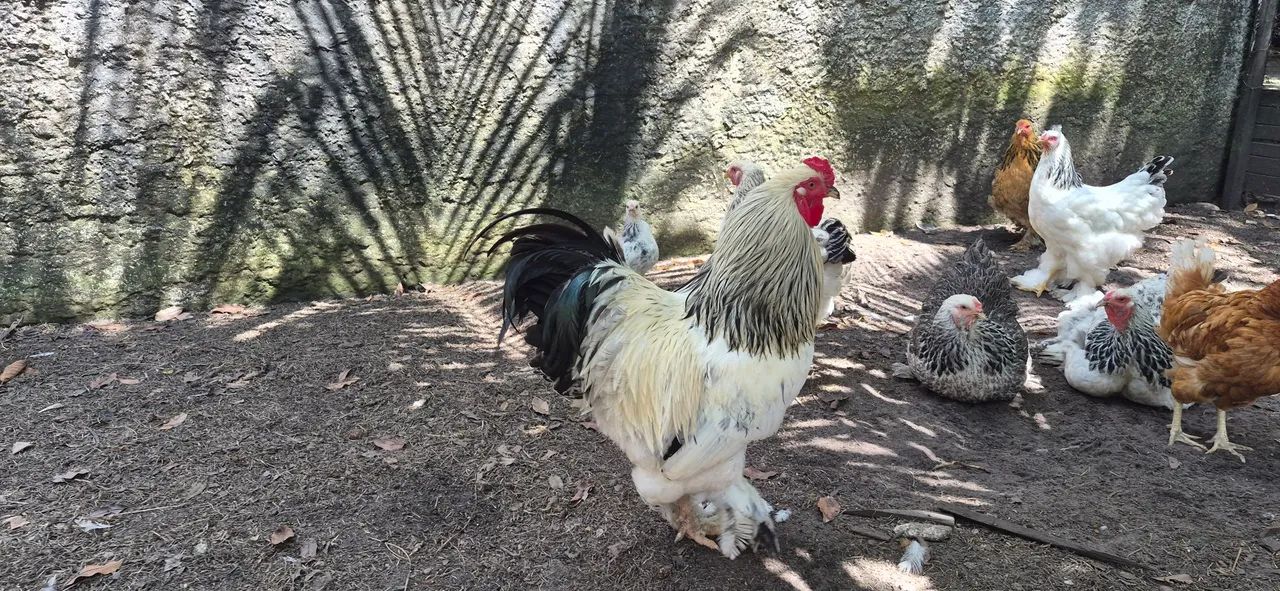 Pintinhos Brahma Light e Buffy