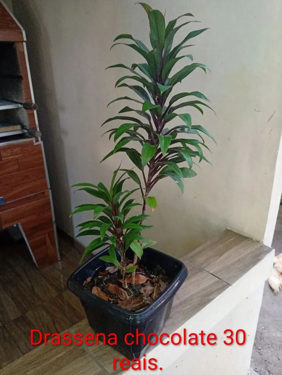 Plantas diversos modelos e preços. - Foto 4