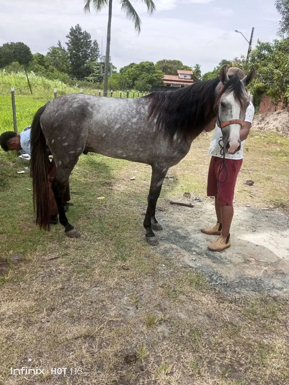  Cavalo Mangalarga  - Foto 4