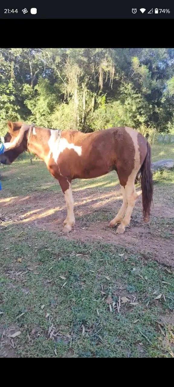 Potro Pronto Mangalarga Marchador Castrado Domado Manso
