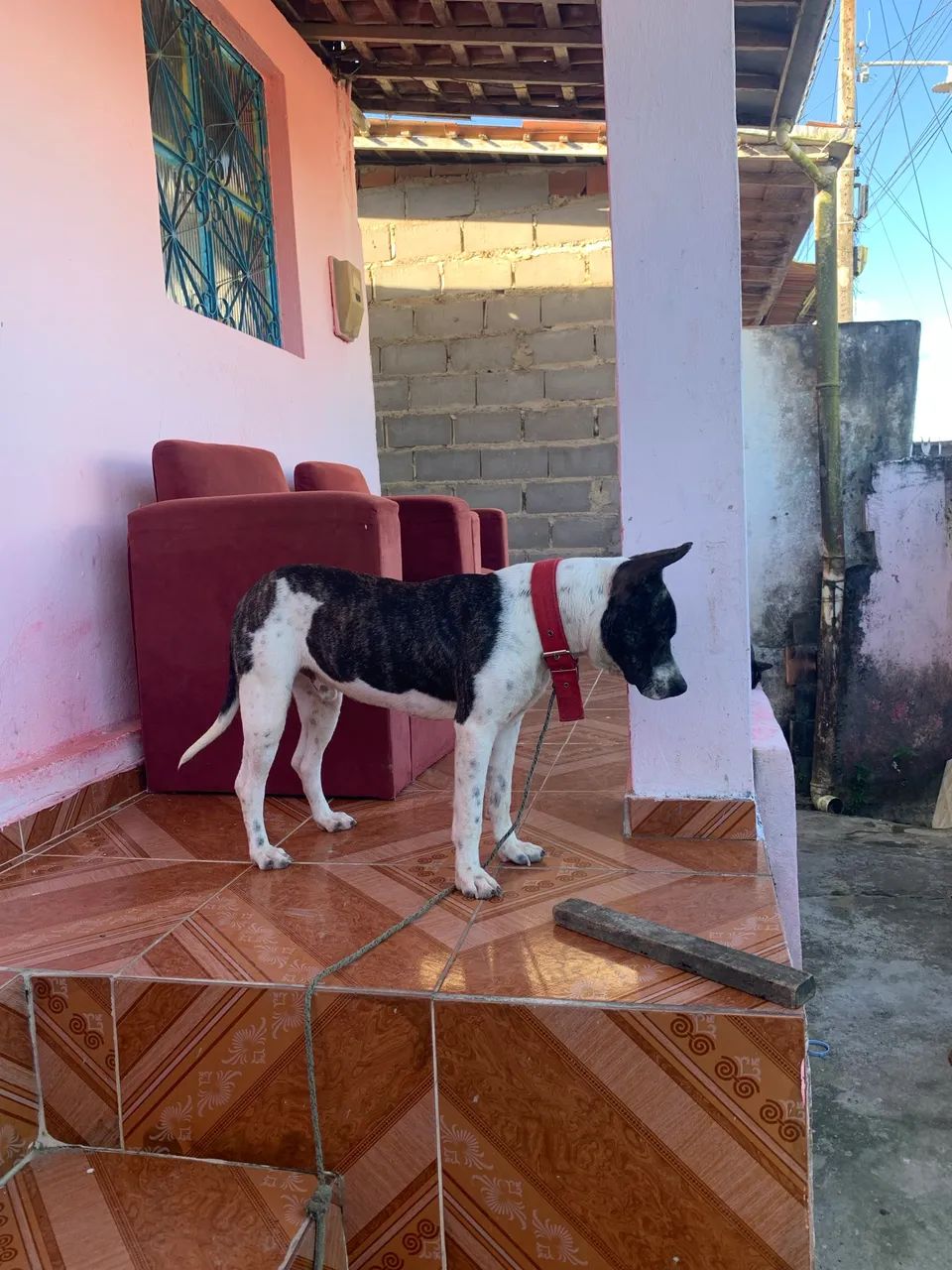 Cachorro pitbull, procura-se parceira  - Foto 3