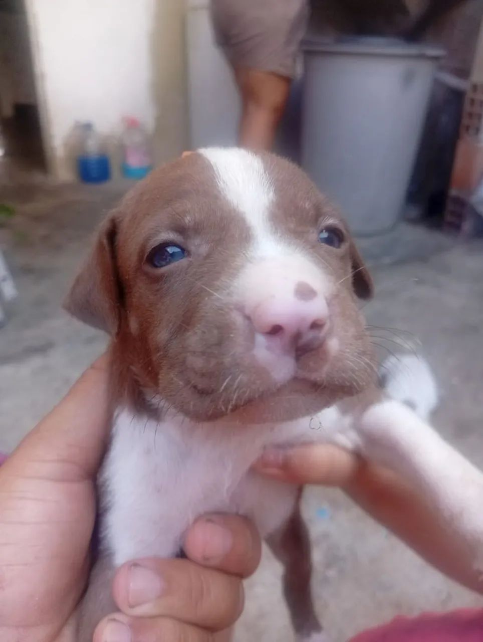 Filhotes de Pitbull 