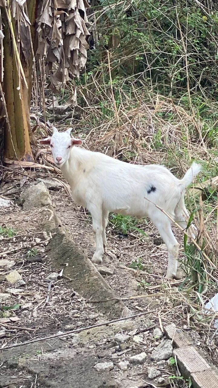 Cabrito  - Foto 3